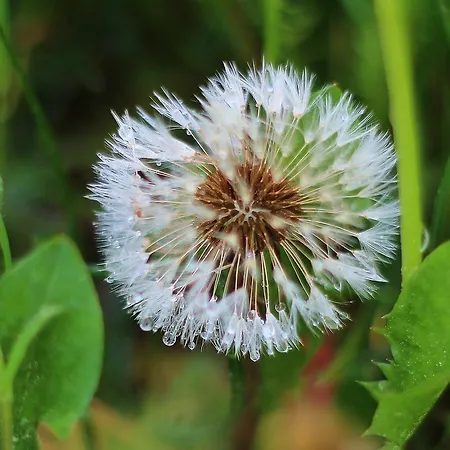 Langs Wirtshaus Sankt Ulrich im Mühlkreis
