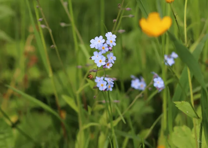 Πανδοχείο Langs Wirtshaus Sankt Ulrich im Mühlkreis